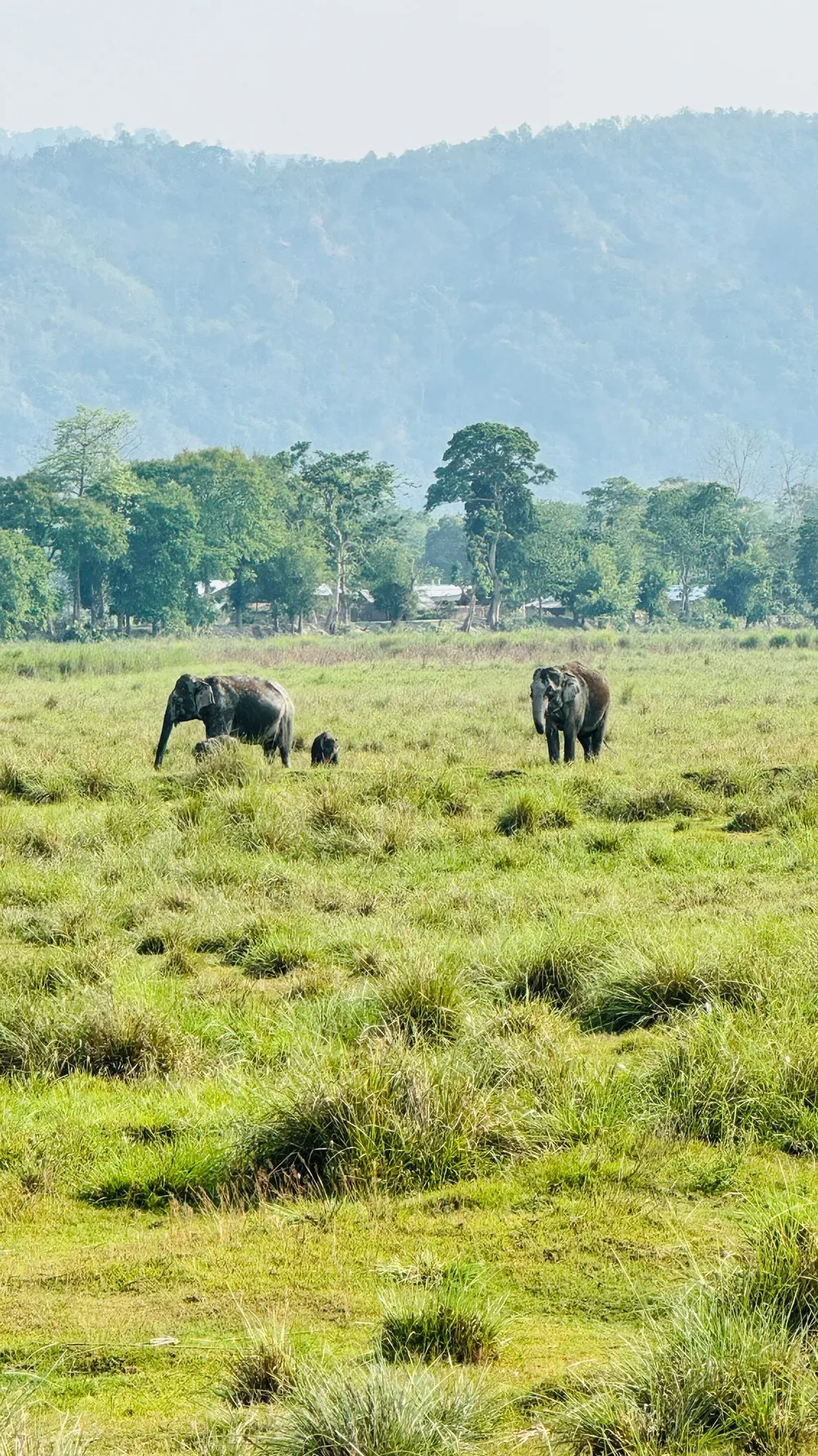 Wildlife at Kaziranga